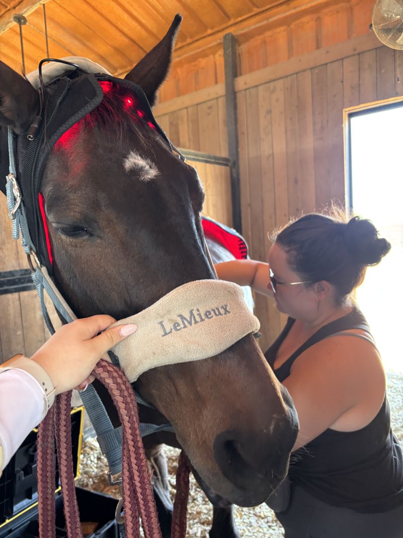 A dark bay horse wearing a red light therapy mask while a practitioner works on its neck in a barn
